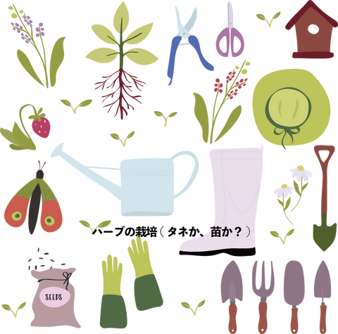ハーブ 育て方 料理用ハーブ タネか、苗か?