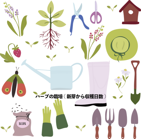 ハーブ 育て方 料理用ハーブ 新芽から収穫