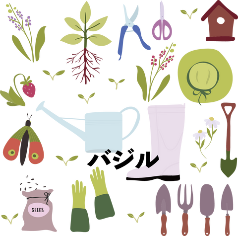 自宅のキッチンで、新鮮なバジルを育ててみませんか?