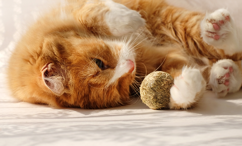 キャットニップ/Catnip