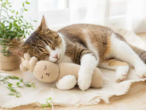 靴下で作った猫のおもちゃに寄り添う猫